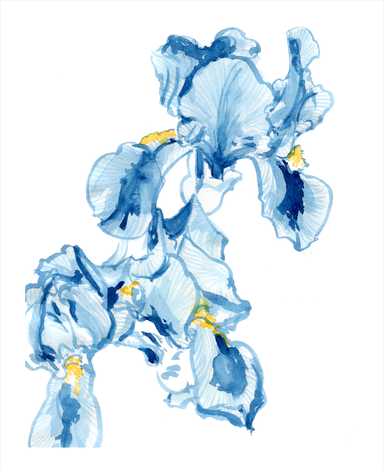 "Irises" Fine Art Print